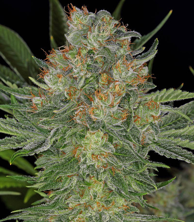 Семена сорта Serious Kush fem (Serious Seeds)
