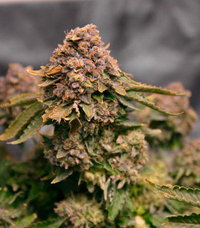 Семена сорта Grandaddy Purple fem