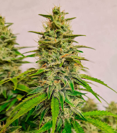 Семена конопли сорта Zoap от 7CH American