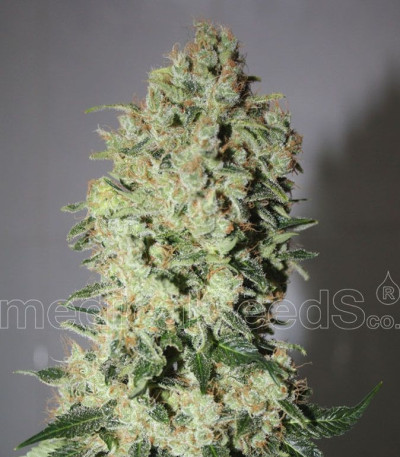 Семена сорта Bcn Sour Diesel fem