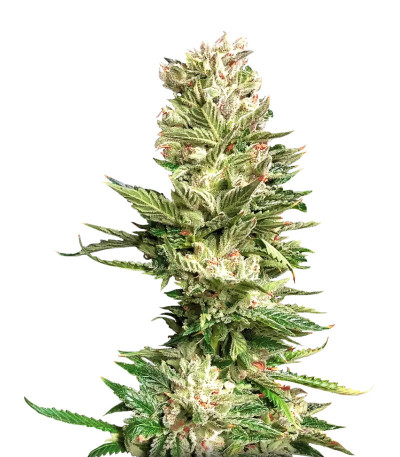 Семена сорта Bruce Banner fem (Cali Buds Seeds)