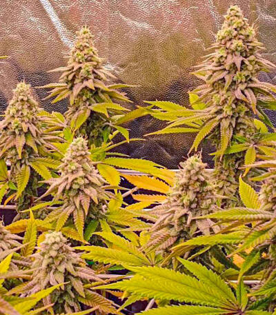 Семена сорта Bruce Banner × Pineapple (7CH Seeds & Cali Buds Seeds)