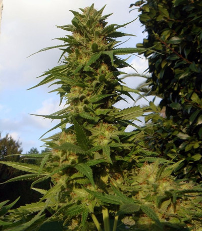 Семена сорта Devil Fruit fem