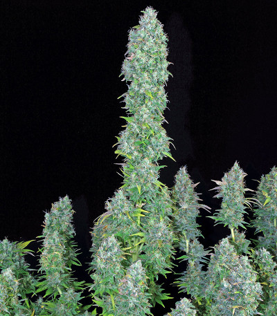 Семена сорта Serious Happiness fem (Serious Seeds)