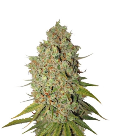 Семена сорта Special Kush 1 fem (Royal Queen Seeds)