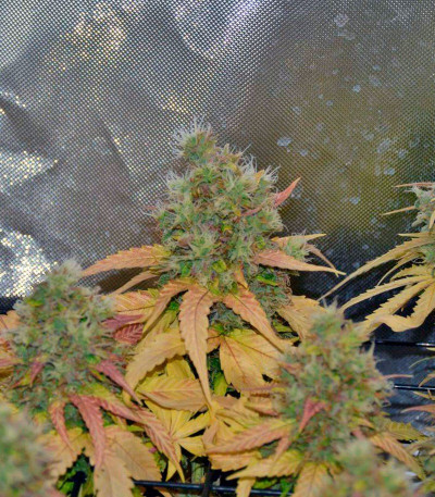 Семена сорта Cream Mandarine XL Auto fem (Sweet Seeds)