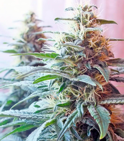 Семена сорта Ladyburn 1974 fem