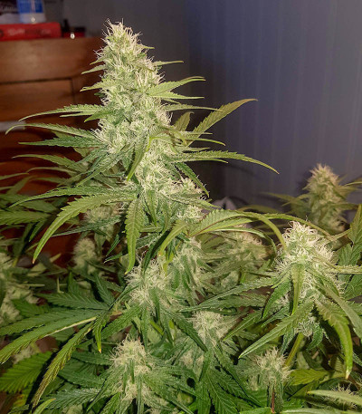 Семена сорта Watermelon Zkittlez Auto fem