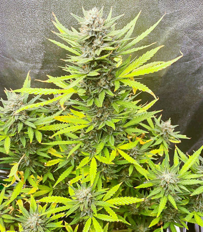 Семена сорта Auto Bruce Lemon Diesel fem (Dutch Passion)