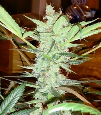 Семена сорта Auto AK fem (Female Seeds)