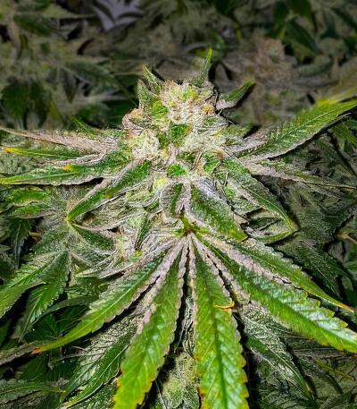 Семена сорта Lemons fem (UKHTA)