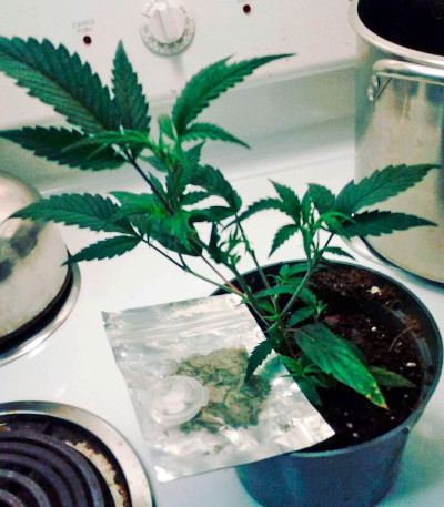 Семена сорта Supreme Durban CBD fem