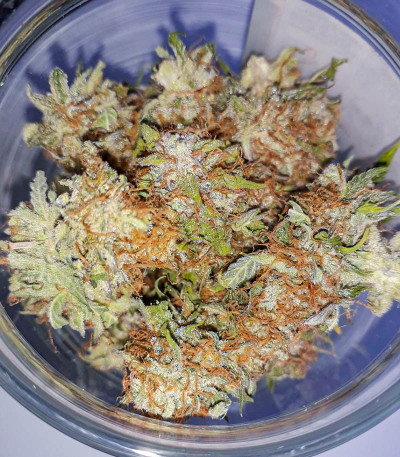 Семена сорта Super Skunk Auto fem (Семяныч)