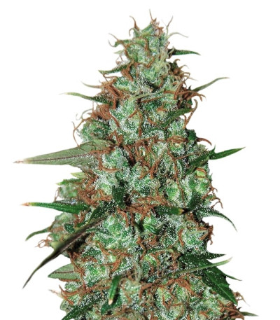 Семена сорта Wild Thailand Ryder Auto fem (World of Seeds)