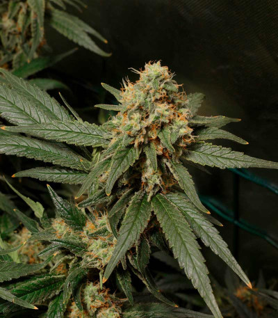 Семена сорта Royal Domina fem (Royal Queen Seeds)