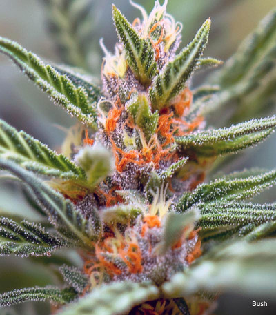 Семена сорта Auto Ak (Auto Ak 47) fem (Семяныч)