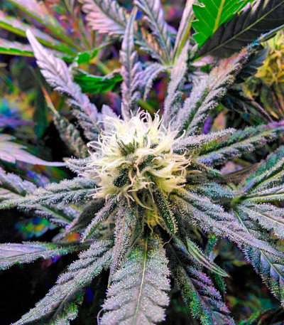 Семена сорта Fruit Punch fem (Heavyweight Seeds)