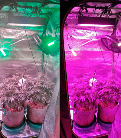 Семена сорта Jock Horror Automatic fem (Nirvana Seeds)