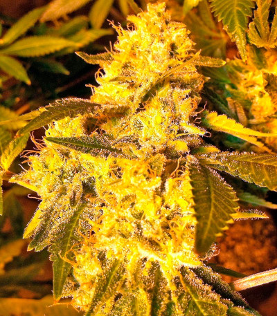 Семена сорта Lemon Thai Kush fem