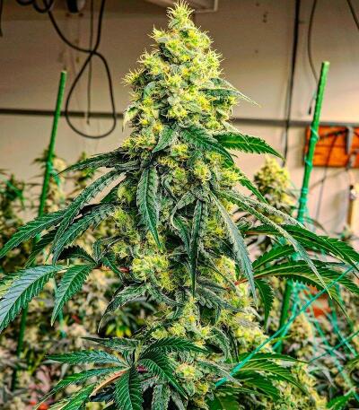 Семена сорта Sour G R1 fem (Ethos Genetics)