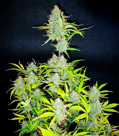 Семена сорта Wedding Cake fem (Семяныч)