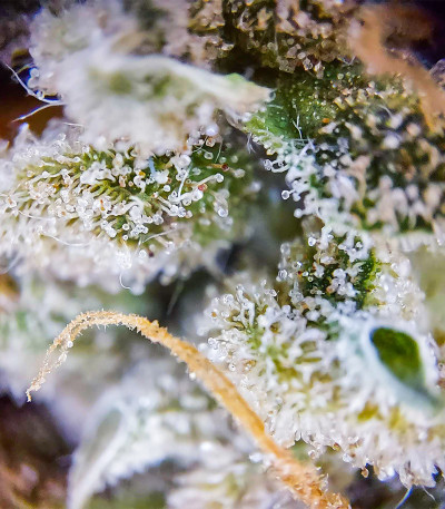 Семена сорта HulkBerry Automatic fem (RQS)