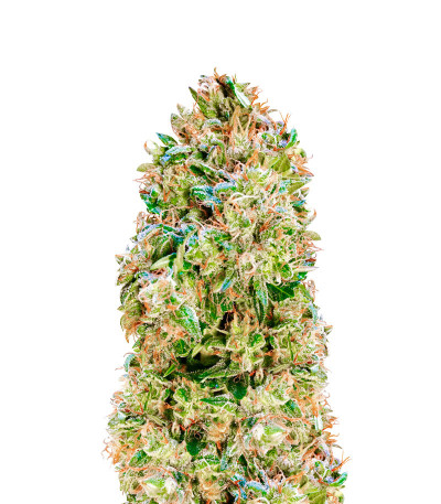 Семена сорта Mexican Airlines Auto fem