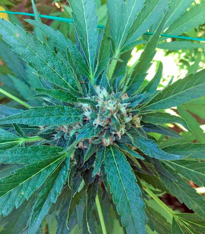 Семена сорта Green Crack fem (Humboldt Seed Organization)