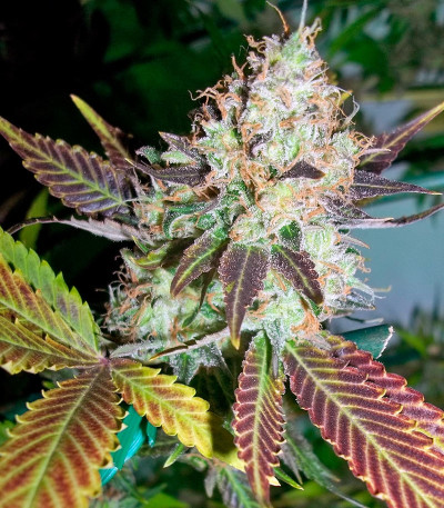 Семена сорта Lucid Bolt fem (Paradise Seeds)