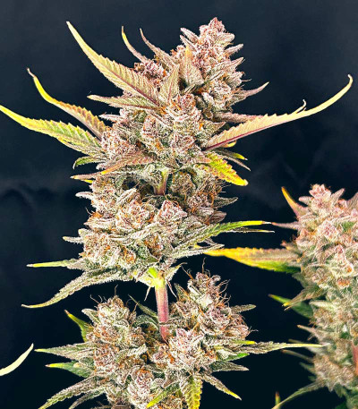 Семена сорта Ztrawberriez Auto fem (FastBuds)