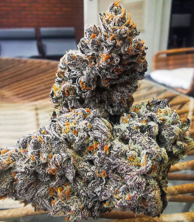 Семена сорта Florida Gaspack fem (Humboldt Seed Organization)