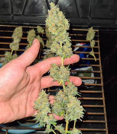 Семена сорта Biggest Bud fem (Victory Seeds)