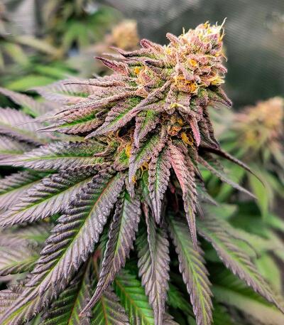 Семена сорта Booberry Cookies RBX fem (Ethos Genetics)