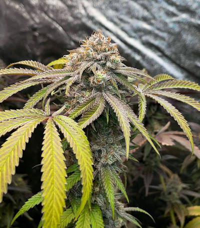 Семена сорта GMO Zkittlez F1 reg (Ethos Genetics)