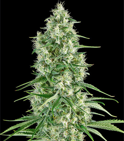 Семена сорта Santa Sativa fem (Dinafem Seeds)