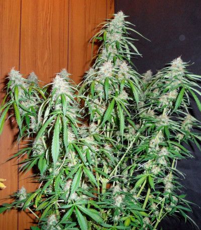 Семена сорта Super Skunk Auto Fem (Vision Seeds)