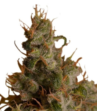Семена сорта White Widow fem (Royal Queen Seeds)