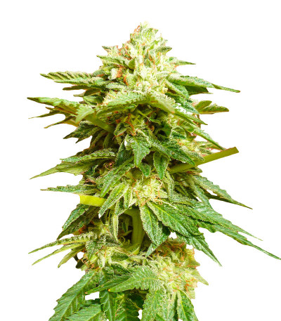 Семена сорта Hero Cookies fem (AlphaFem Seeds)