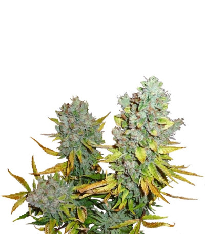 Cream Caramel Auto (Sweet Seeds) шишки