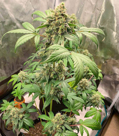 Семена сорта Monster Gelato Auto (Monster Genetics)