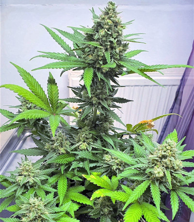 Семена сорта Runtz XL Auto (Sweet Seeds)
