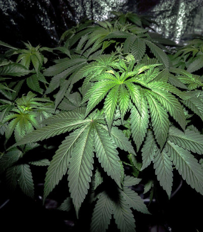 Семена сорта Sweet Valley Kush fem (Green House Seeds)