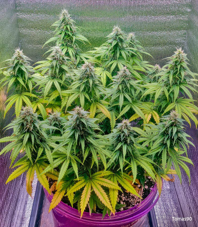 Семена сорта Big Satana Auto fem (Семяныч)