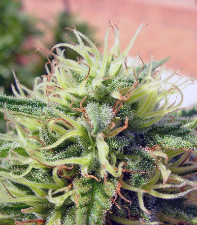 Семена сорта Green Poison fem (Sweet Seeds)