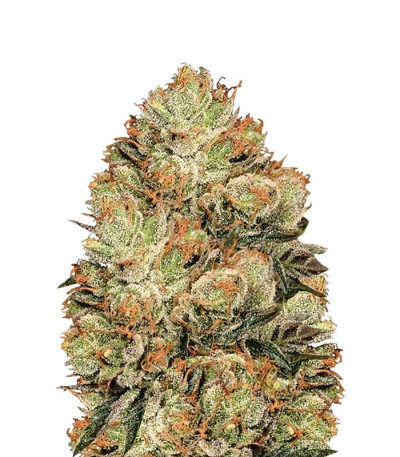 Семена сорта HulkBerry fem (Royal Queen Seeds)