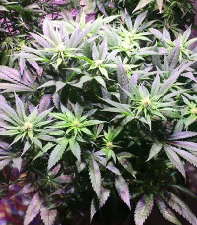 Семена сорта Critical Super Silver Haze fem (Delicious Seeds)