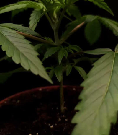 Семена сорта Pure Kush fem (Green House Seeds)