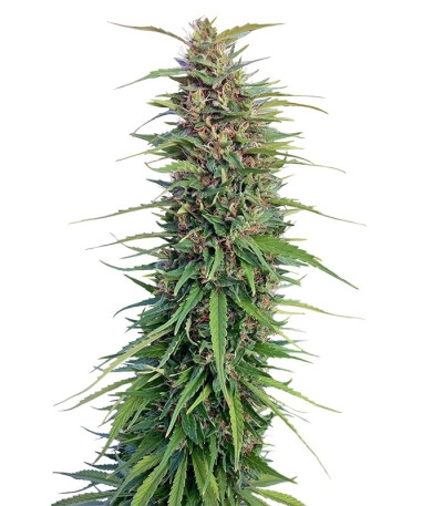 Семена сорта New York Power Diesel fem (Nirvana Seeds)