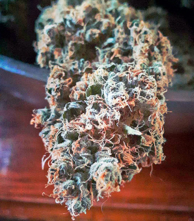 Семена сорта Bubble Gum fem (00 Seeds)