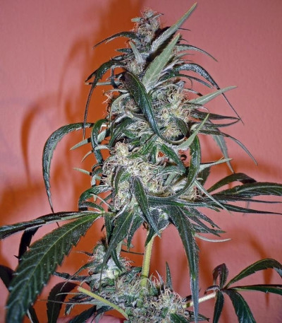 Семена сорта C13 Haze fem